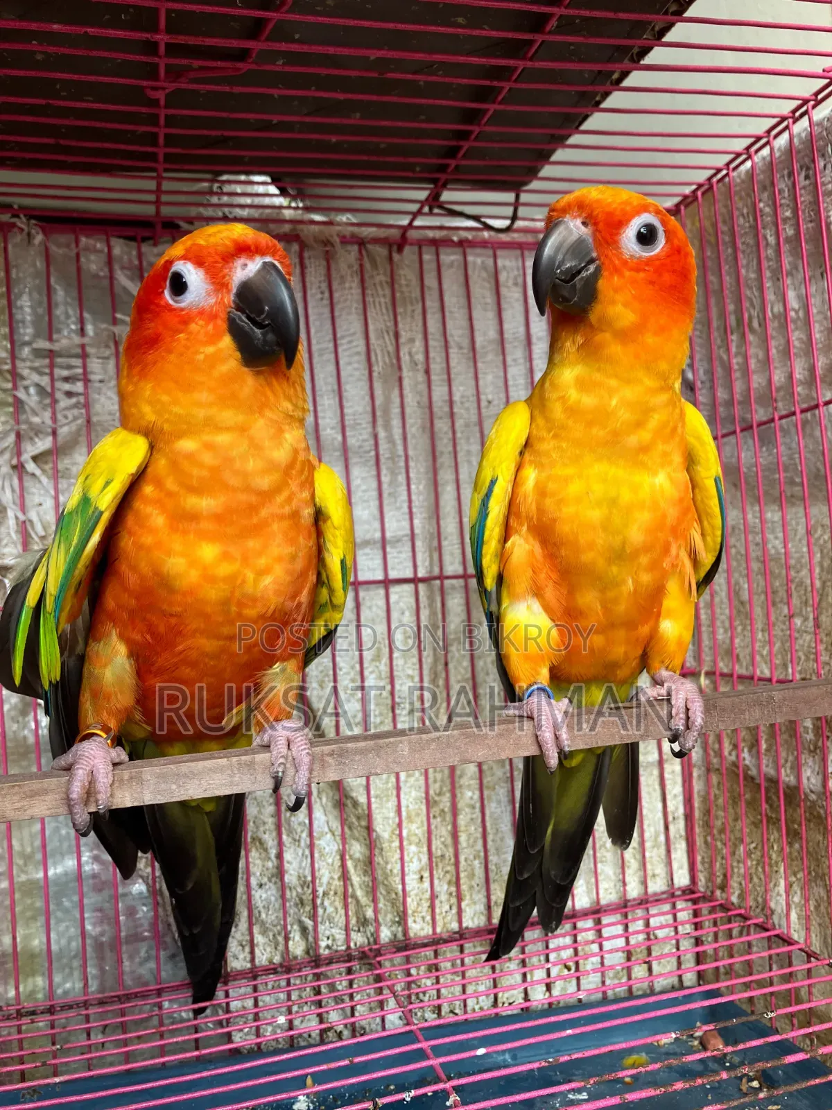 রেড ডমিন্যান্ট সান কনুরের জোড়া