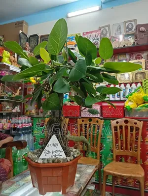 20-Year-Old Bonsai Banyan Tree for Sale