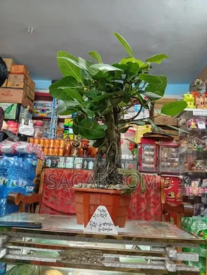 20-Year-Old Bonsai Banyan Tree for Sale