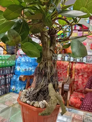 20-Year-Old Bonsai Banyan Tree for Sale