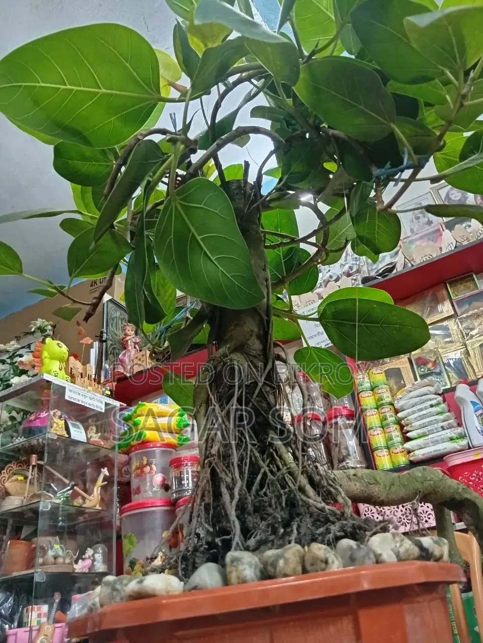 20-Year-Old Bonsai Banyan Tree for Sale