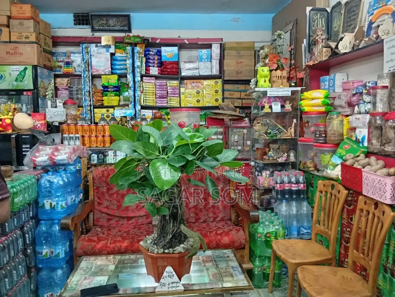20-Year-Old Bonsai Banyan Tree for Sale