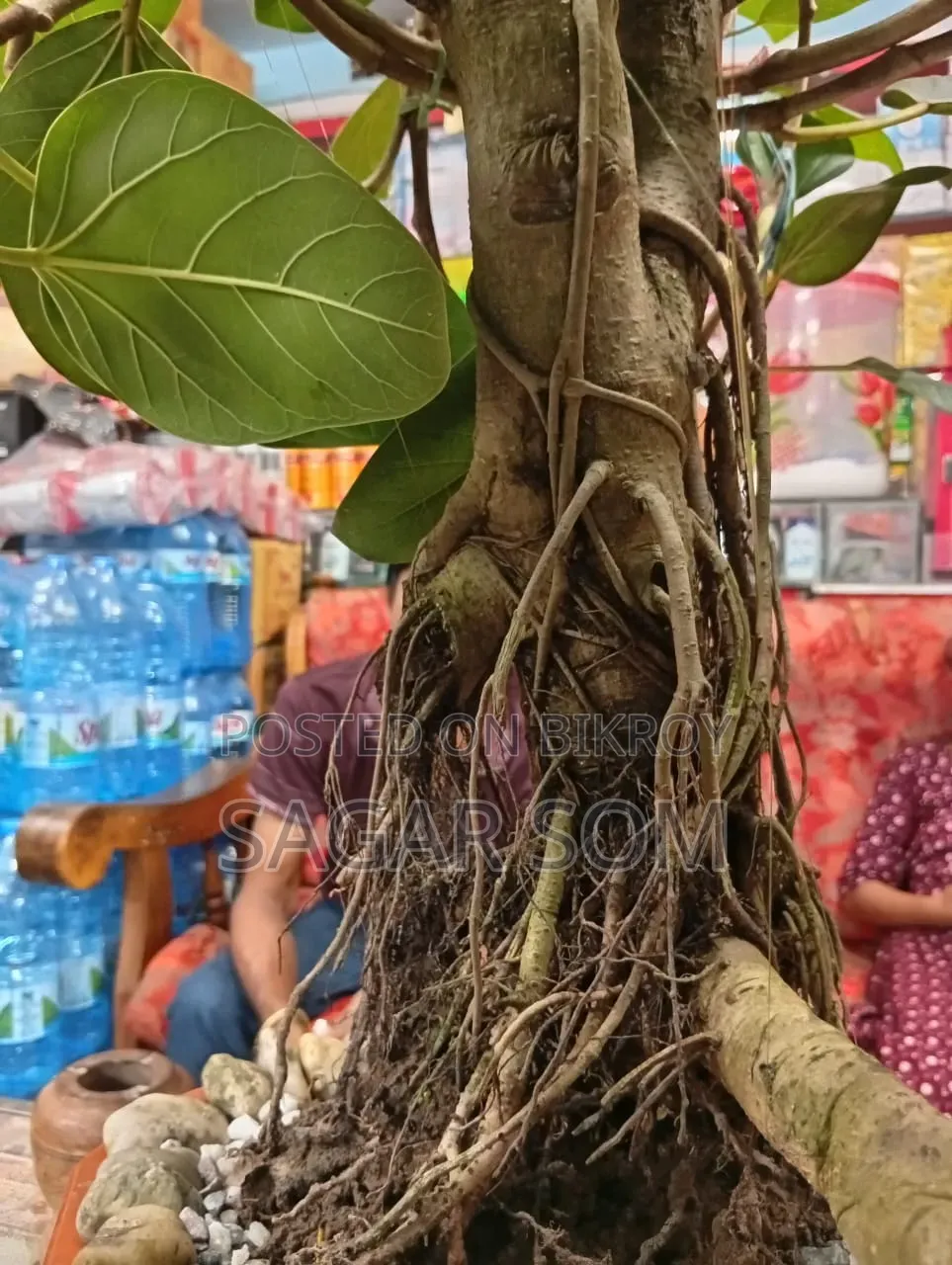20-Year-Old Bonsai Banyan Tree for Sale