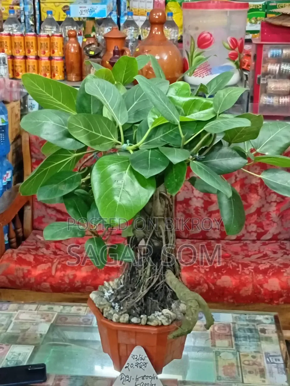 20-Year-Old Bonsai Banyan Tree for Sale
