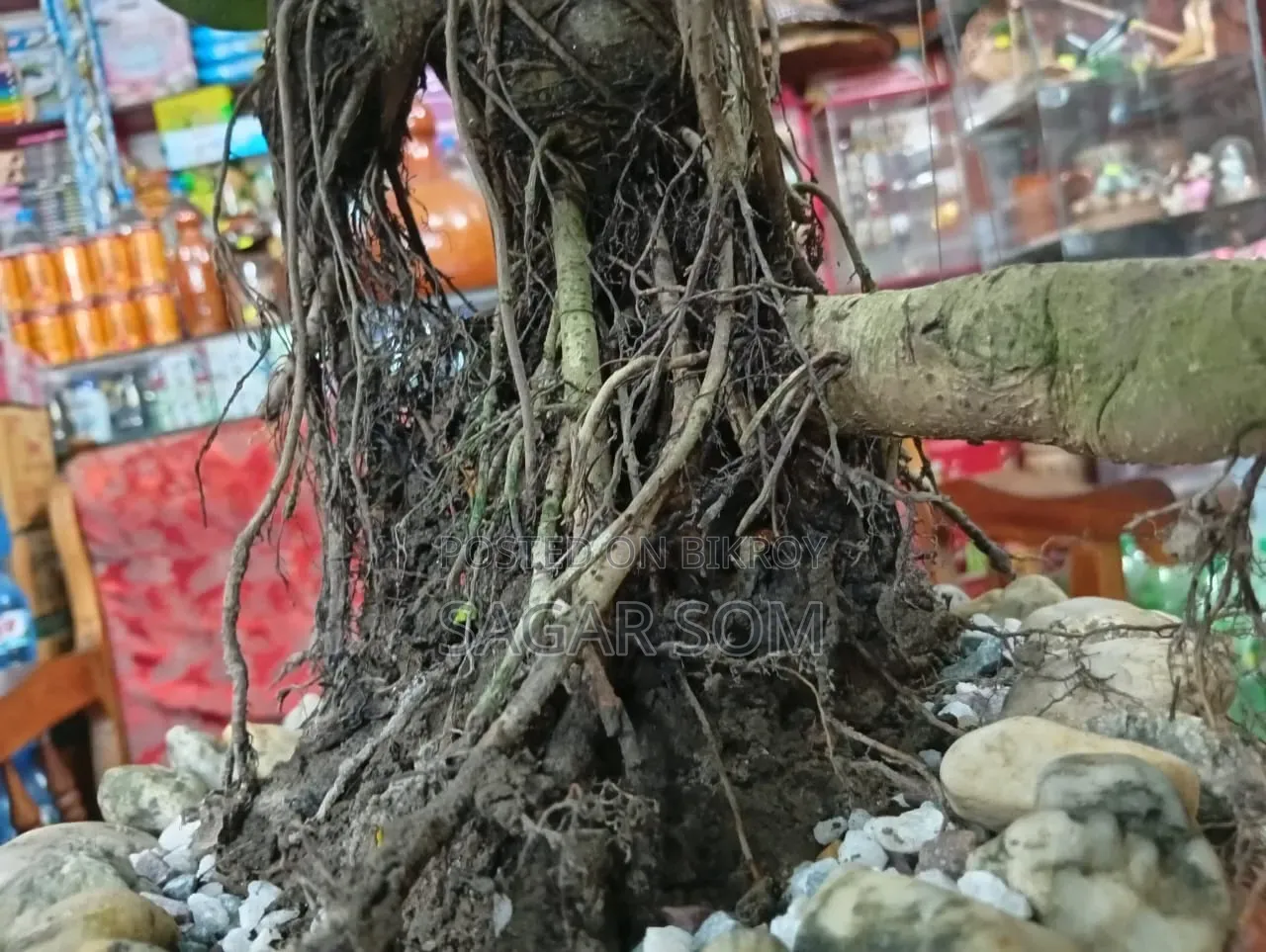 20-Year-Old Bonsai Banyan Tree for Sale
