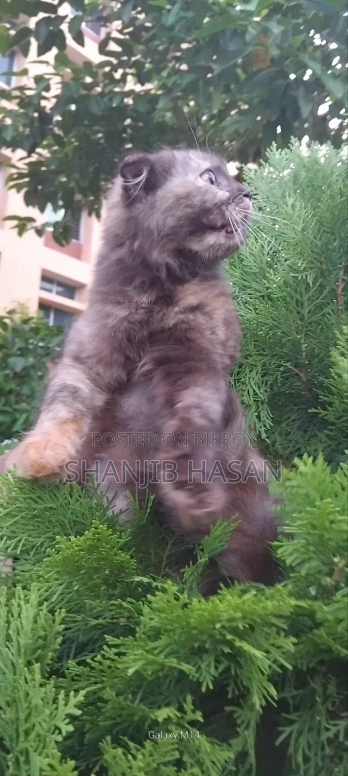 ১-৩ মাসের ফিমেল মিক্সড ব্রিড পার্সিয়ান