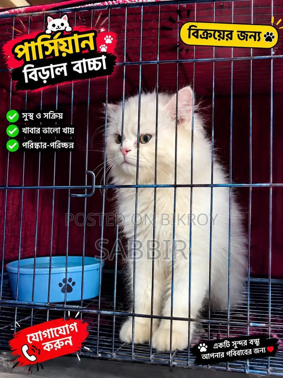 ১+ বছরের পুরুষ খাঁটি পার্সিয়ান বিড়াল