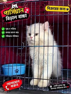 ১+ বছরের পুরুষ খাঁটি পার্সিয়ান বিড়াল