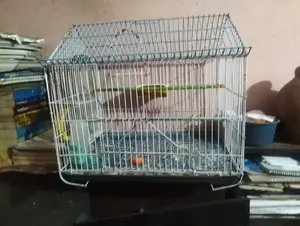 চিন কেজ