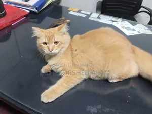 ৬-১২ মাস বয়সী পুরুষ খাঁটি সাইবেরিয়ান