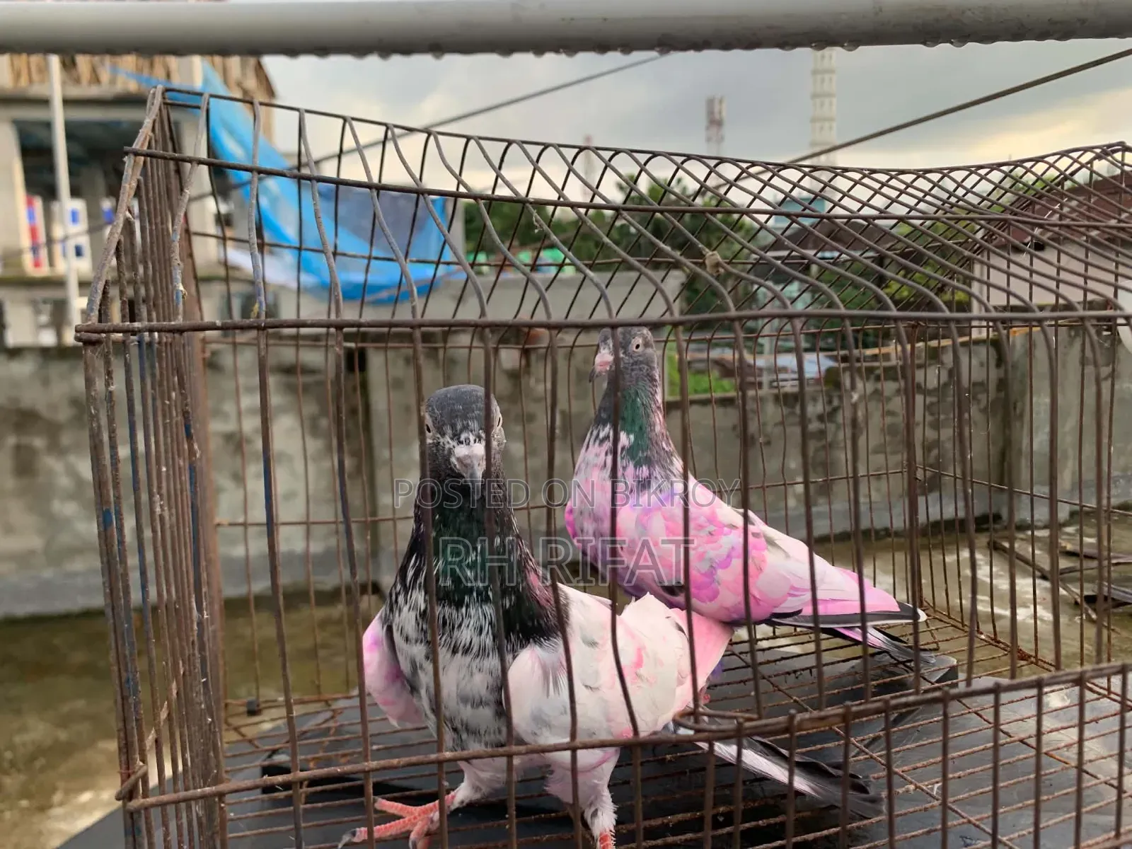 কবুতর বিক্রি