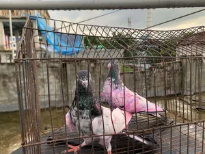 কবুতর বিক্রি
