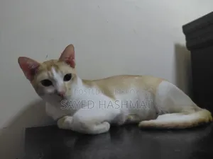1+ year Male Mixed Breed Cat