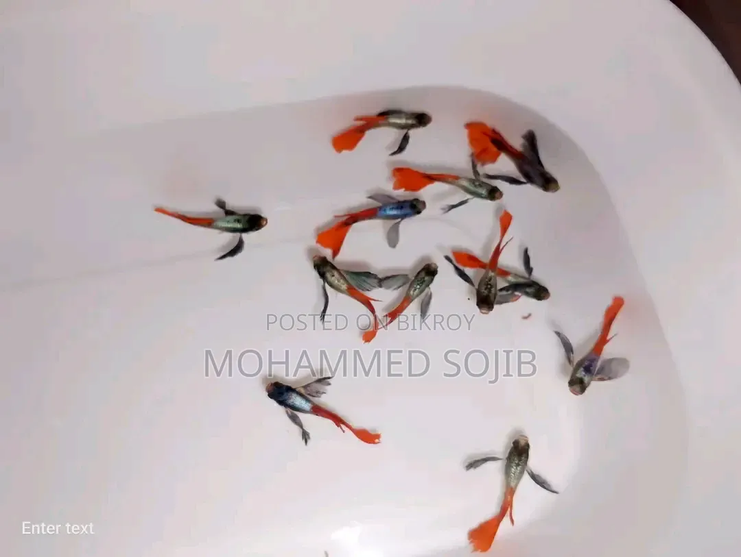 RTP Guppy Fish (Red Tail Platinum)