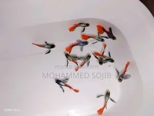 RTP Guppy Fish (Red Tail Platinum)