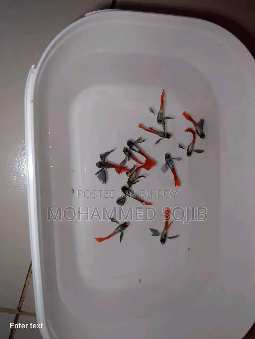 RTP Guppy Fish (Red Tail Platinum)