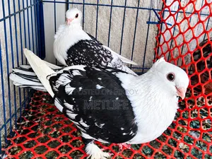 ব্লাকলেস ১০ পর জোড়া