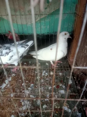 রানিং কবুতর