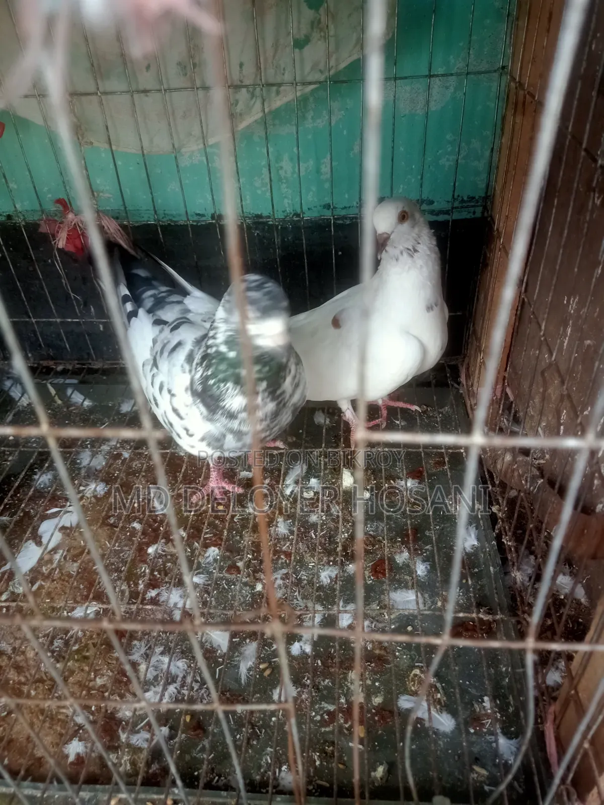 রানিং কবুতর