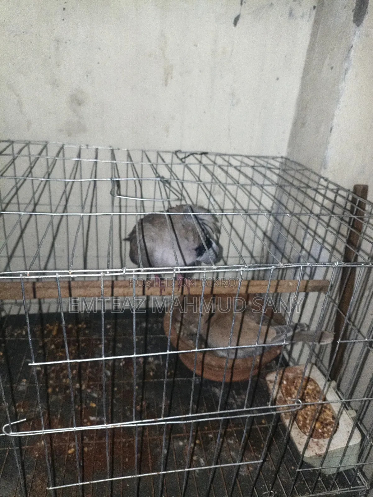 অস্ট্রেলিয়ান ঘুঘু, লক্কা অরিজিনাল, গিরিবাজ