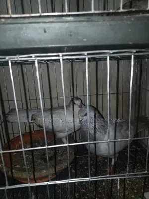 অস্ট্রেলিয়ান ঘুঘু, লক্কা অরিজিনাল, গিরিবাজ