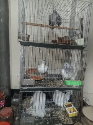 অস্ট্রেলিয়ান ঘুঘু, লক্কা অরিজিনাল, গিরিবাজ