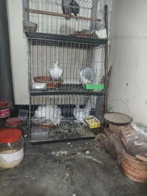 অস্ট্রেলিয়ান ঘুঘু, লক্কা অরিজিনাল, গিরিবাজ