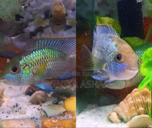 Acara Cichlid Fish Big Size