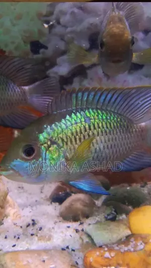 Acara Cichlid Fish Big Size