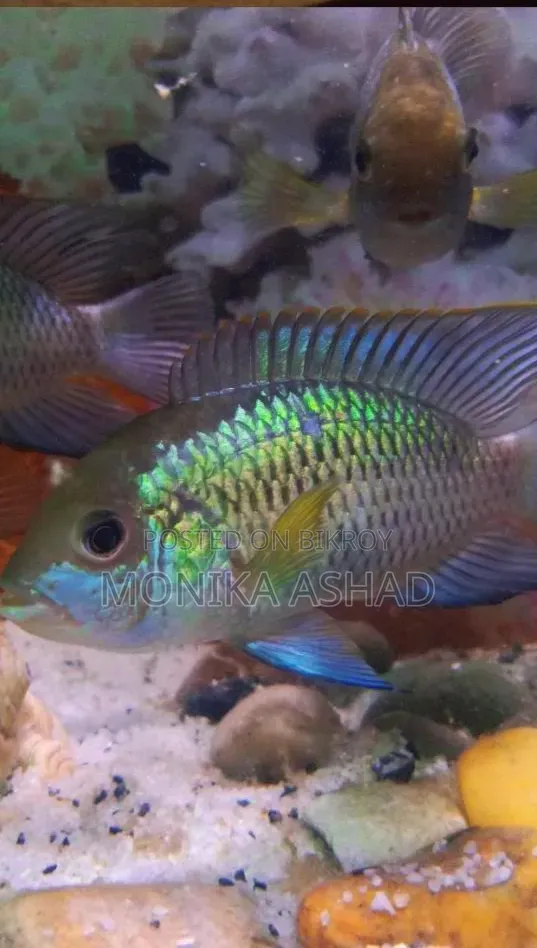 Acara Cichlid Fish Big Size