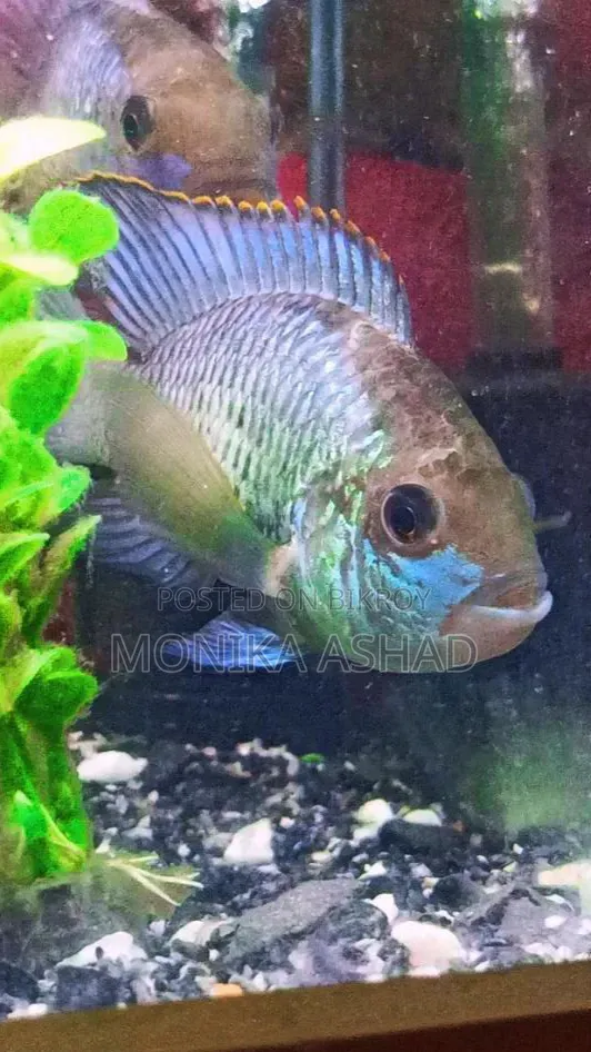 Acara Cichlid Fish Big Size