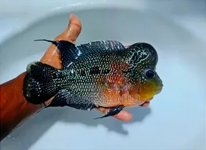 Flowerhorn