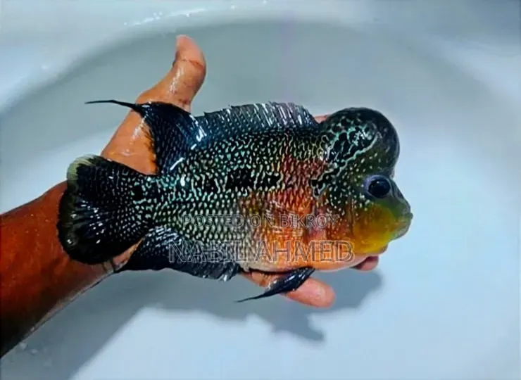 Flowerhorn