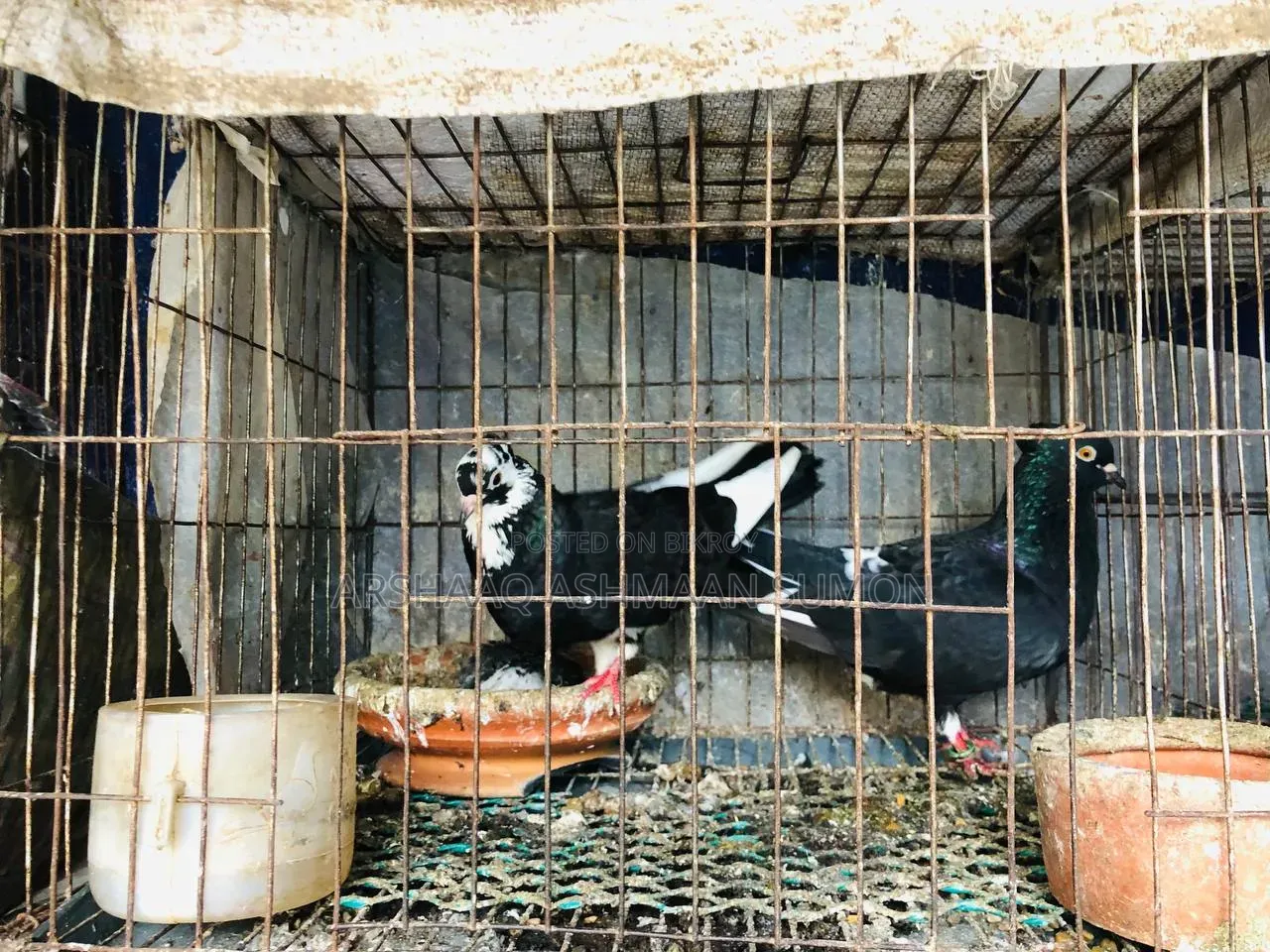 বাচ্চা সহ দেশি গোল্লা কবুতর