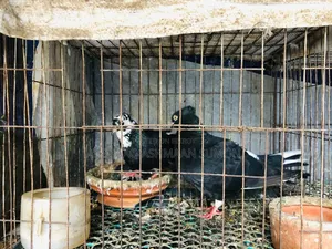 বাচ্চা সহ দেশি গোল্লা কবুতর