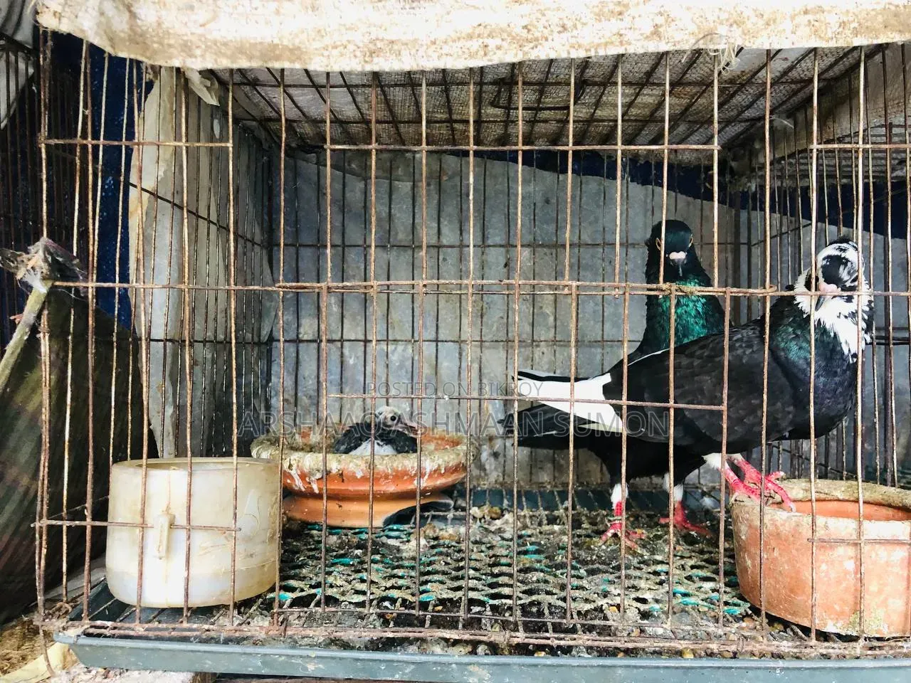 বাচ্চা সহ দেশি গোল্লা কবুতর