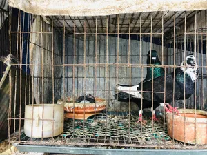 বাচ্চা সহ দেশি গোল্লা কবুতর