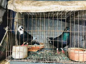 বাচ্চা সহ দেশি গোল্লা কবুতর