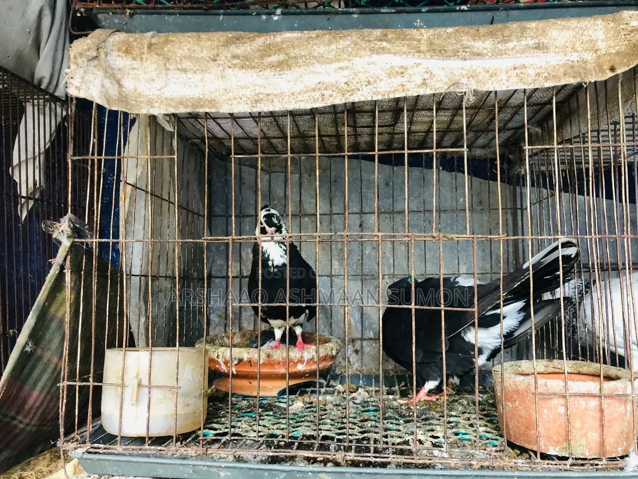 বাচ্চা সহ দেশি গোল্লা কবুতর