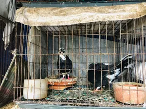 বাচ্চা সহ দেশি গোল্লা কবুতর
