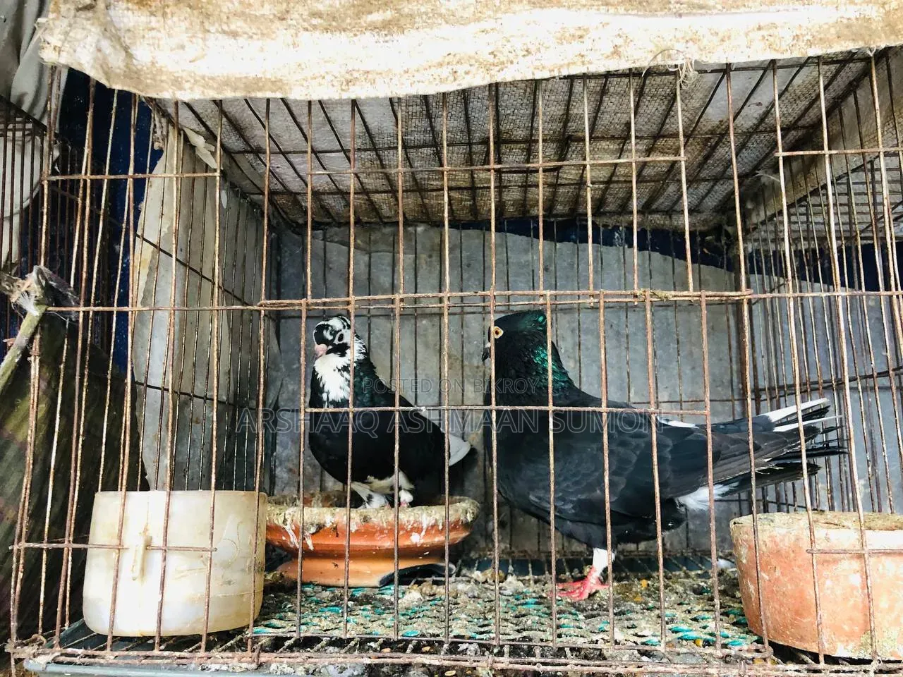 বাচ্চা সহ দেশি গোল্লা কবুতর