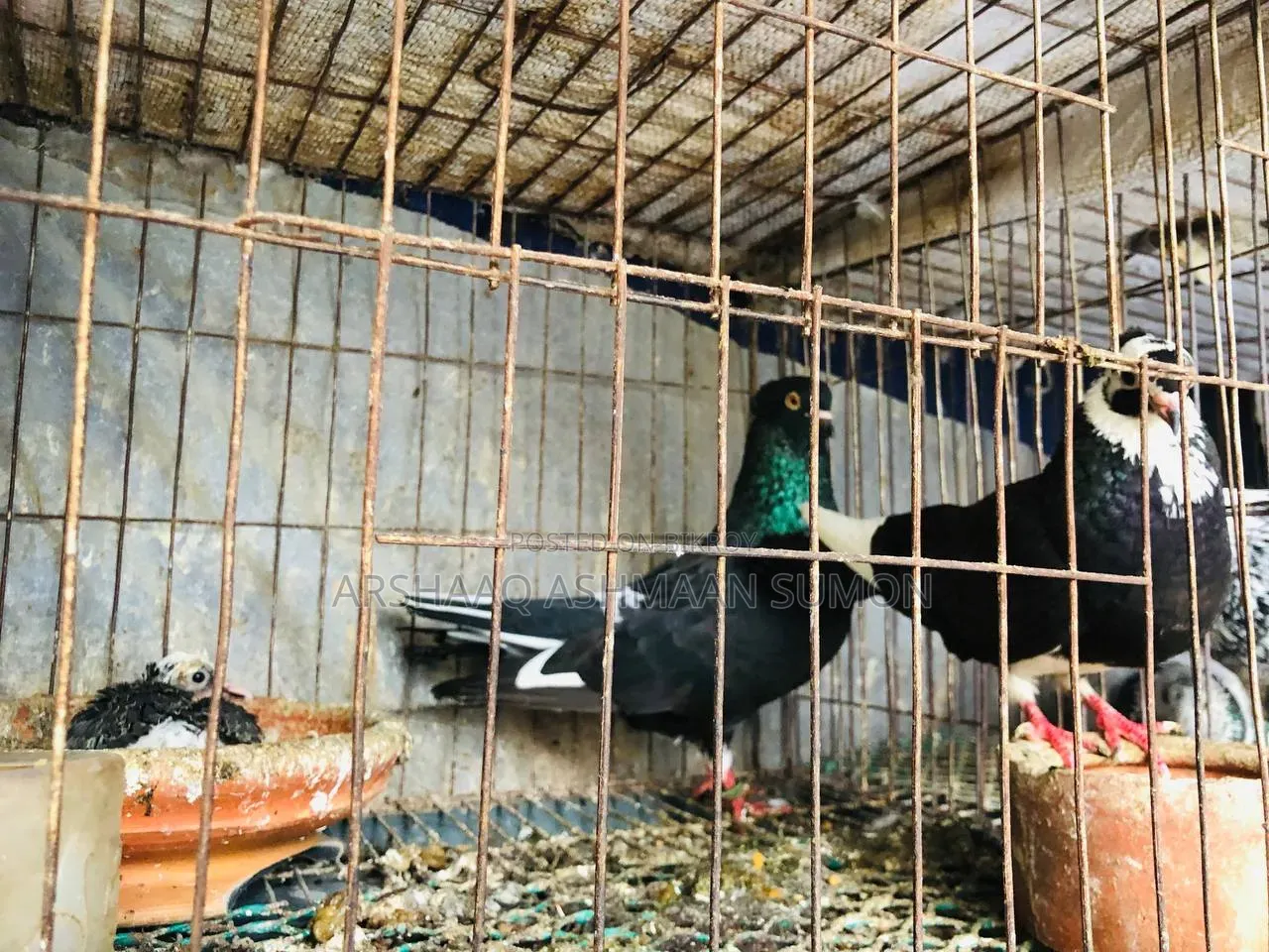 বাচ্চা সহ দেশি গোল্লা কবুতর