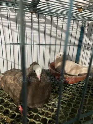 মুখী কবুতর