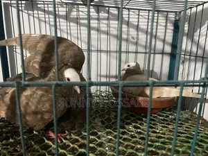 মুখী কবুতর