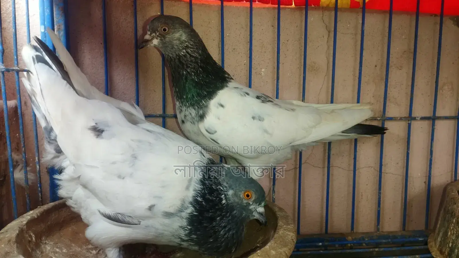 হাই ফ্লাইং গ্রিবাজ