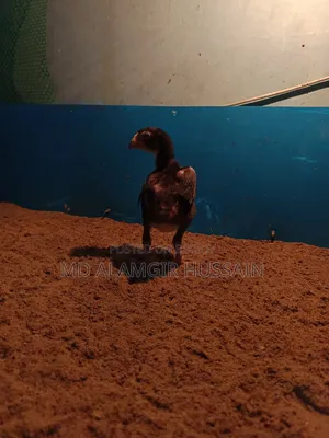 আসীল বাচ্চা