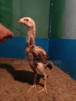 আসীল বাচ্চা