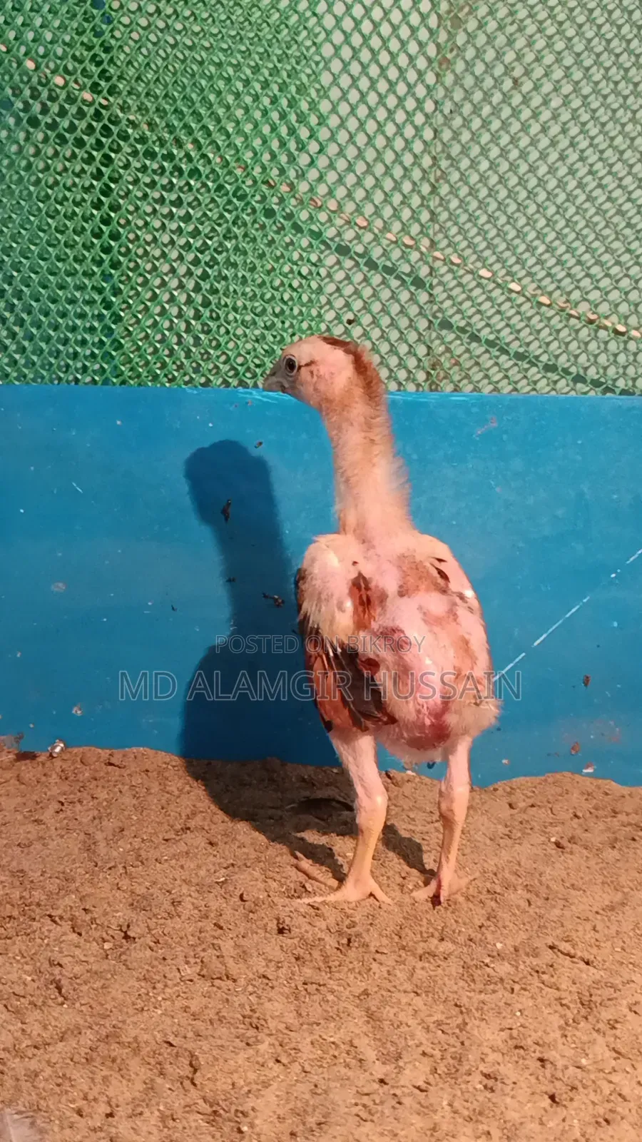 আসীল বাচ্চা