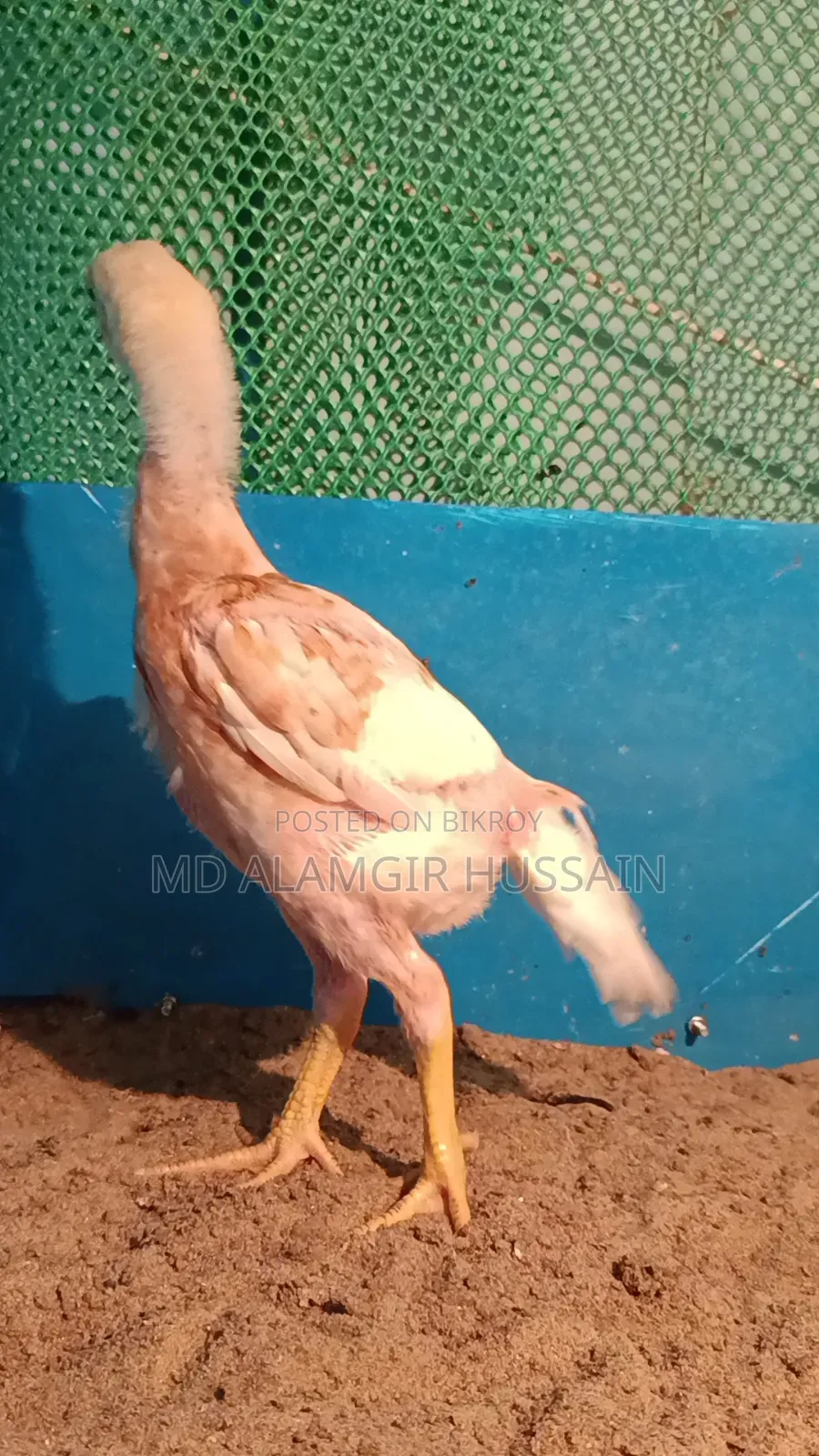 আসীল বাচ্চা