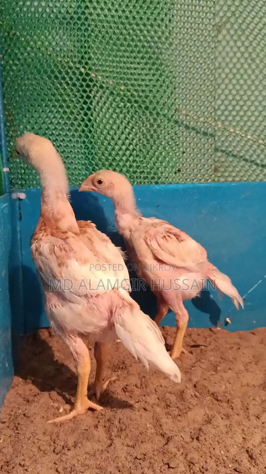 আসীল বাচ্চা